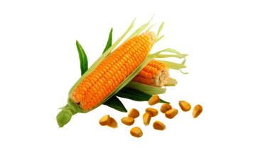 corn